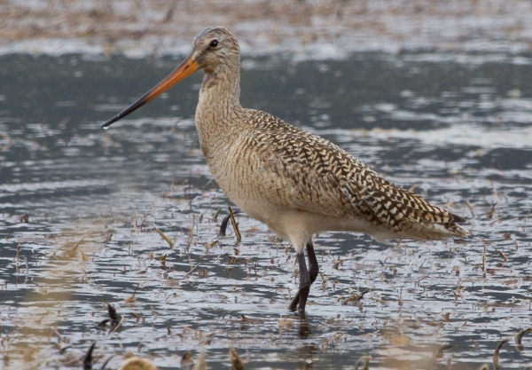 Photo of Limosa fedoa by Rick Howie